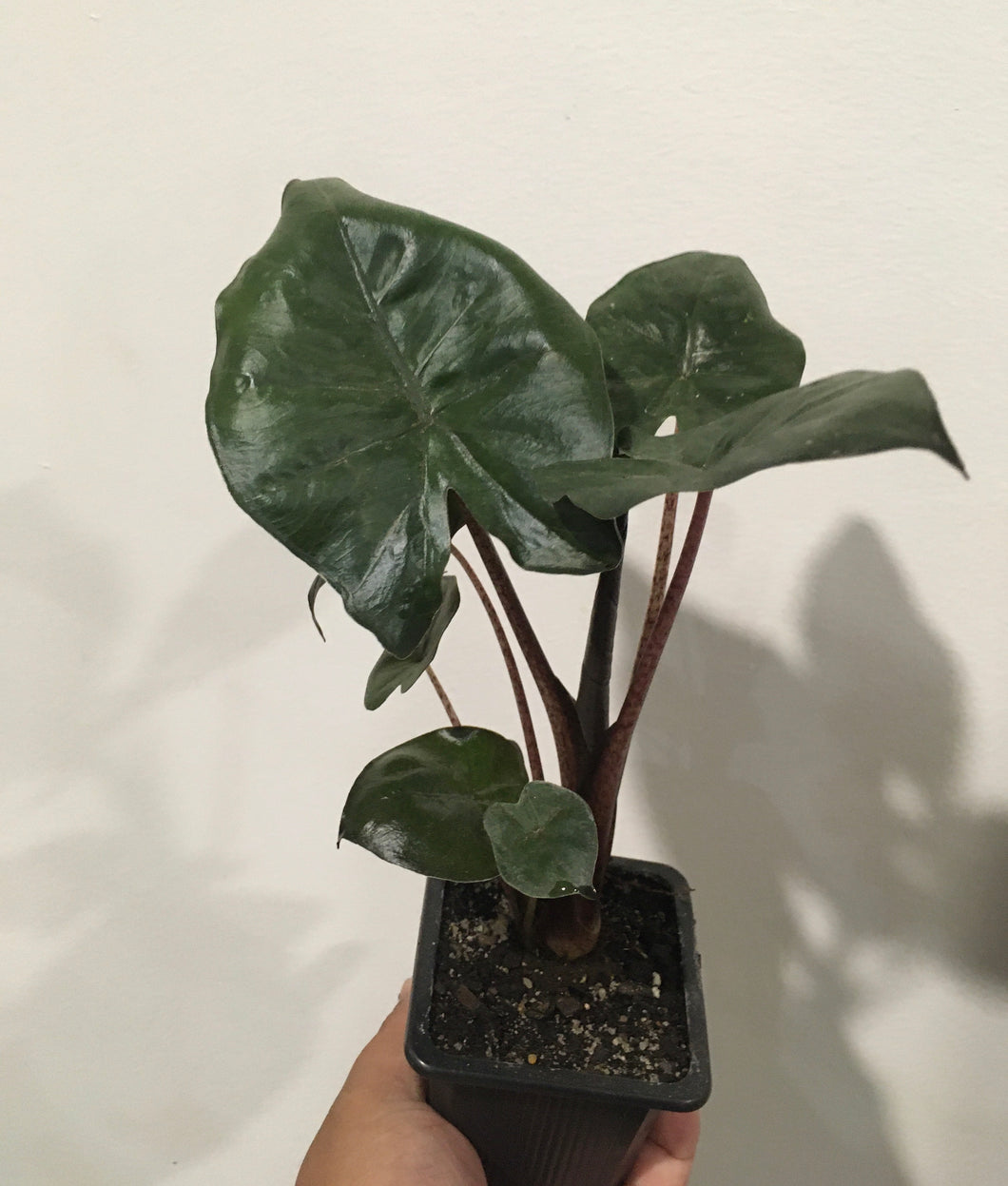 Alocasia Yucatan Princess in 7.5cm pot