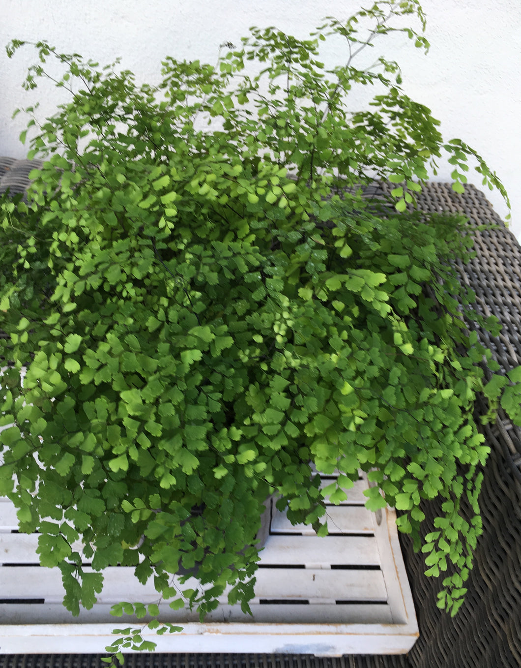 Maidenhair Fern in 25cm pot