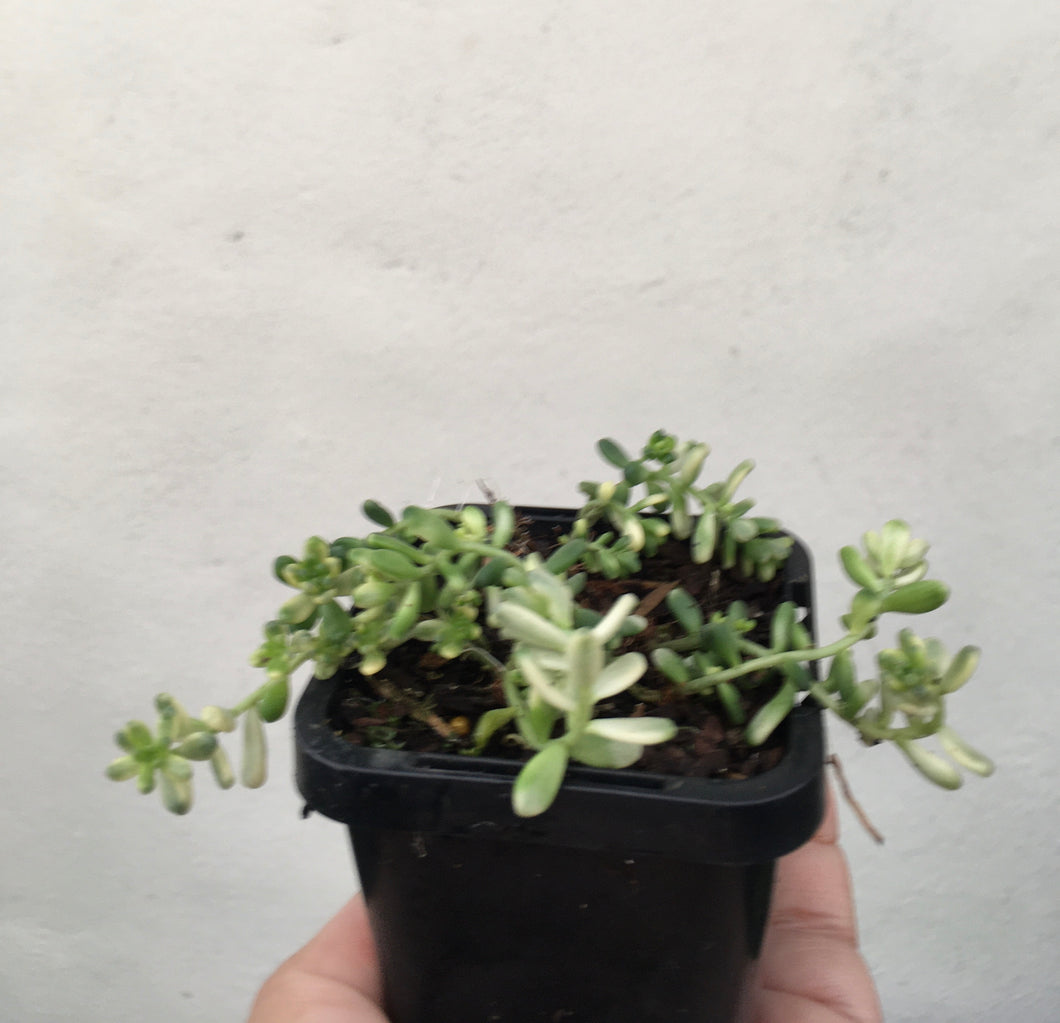 Sedum golden rice in 7cm pot