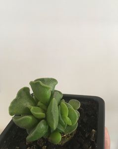 Adromischus Poellnitzianus in 7.5cm pot