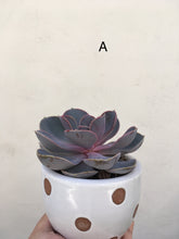 Load image into Gallery viewer, Echeveria Perle von nurnberg in decorative 9cm pot
