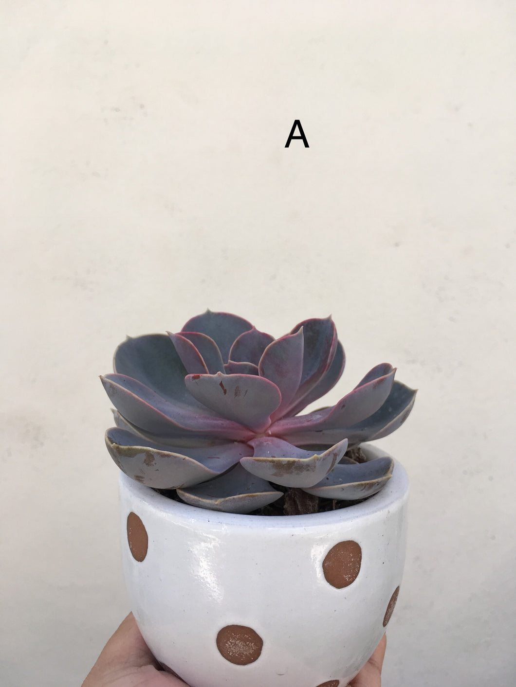 Echeveria Perle von nurnberg in decorative 9cm pot
