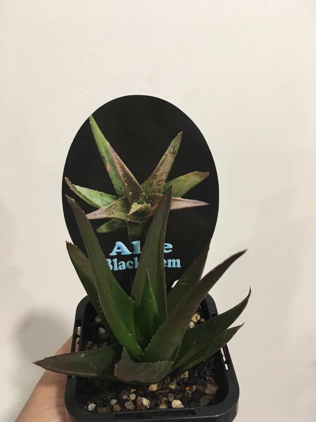 Aloe Black Gem in 7cm pot