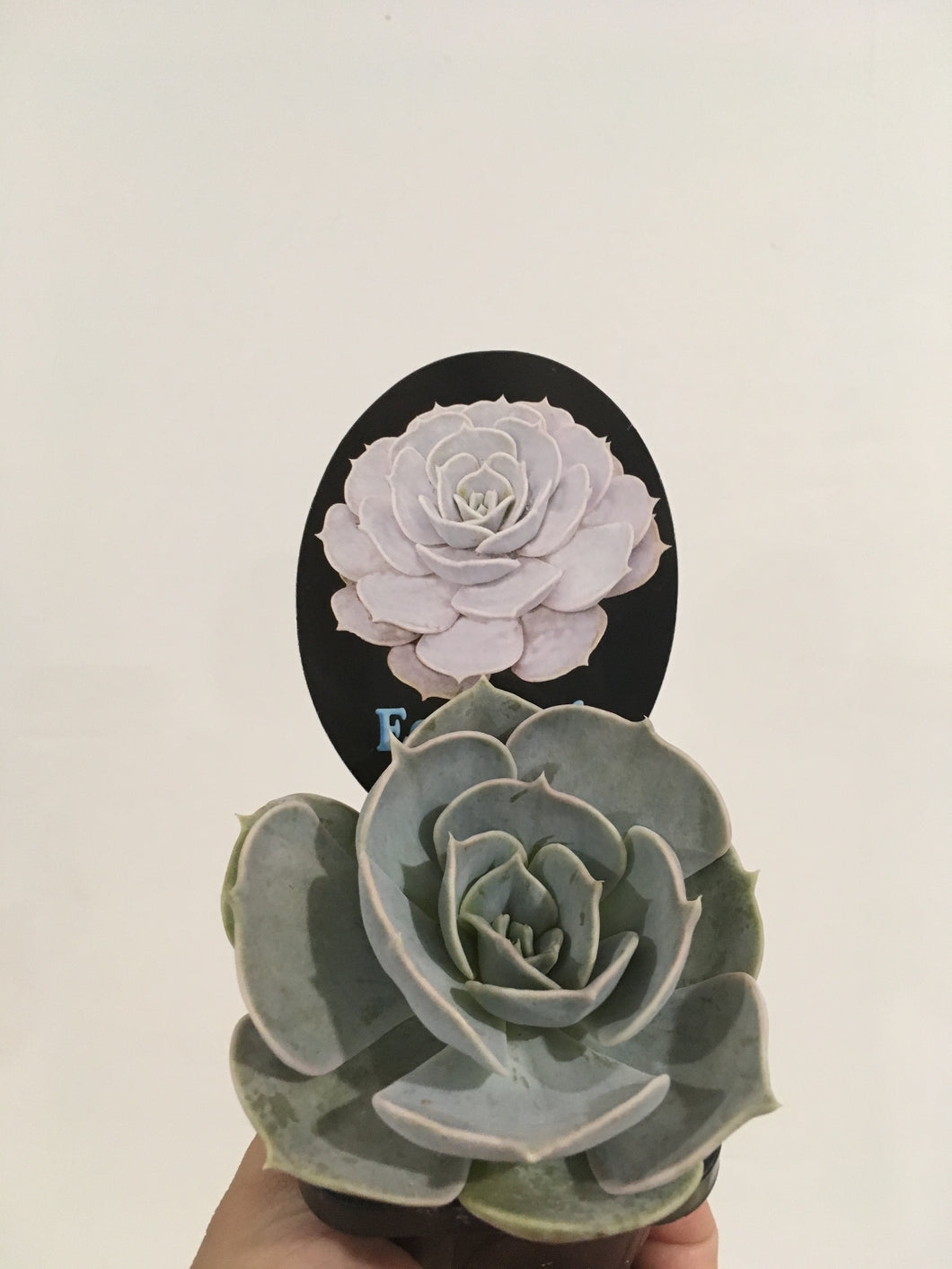 Echeveria Lilacina in 7cm pot