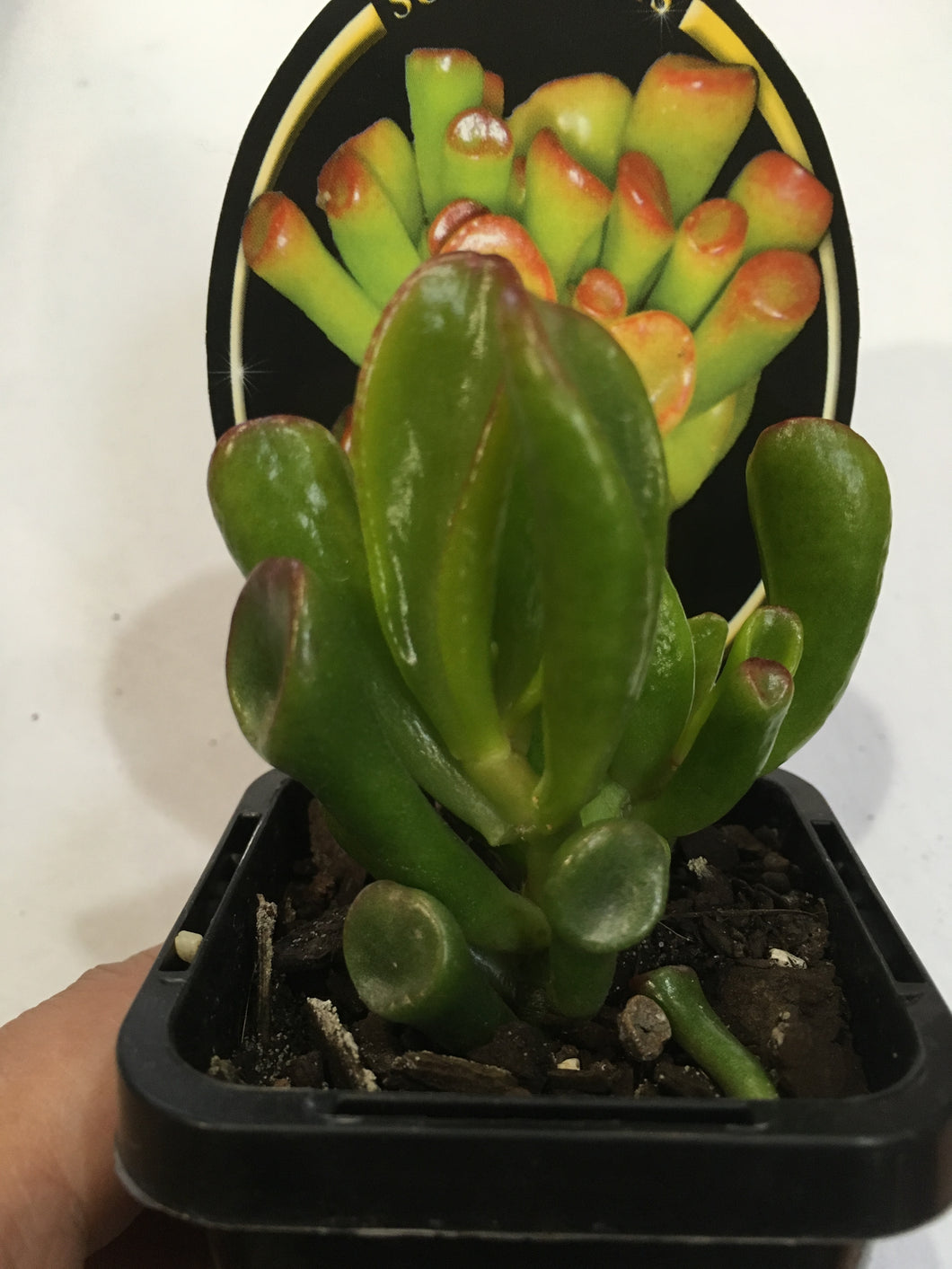 Crassula Gollum in 7cm pot