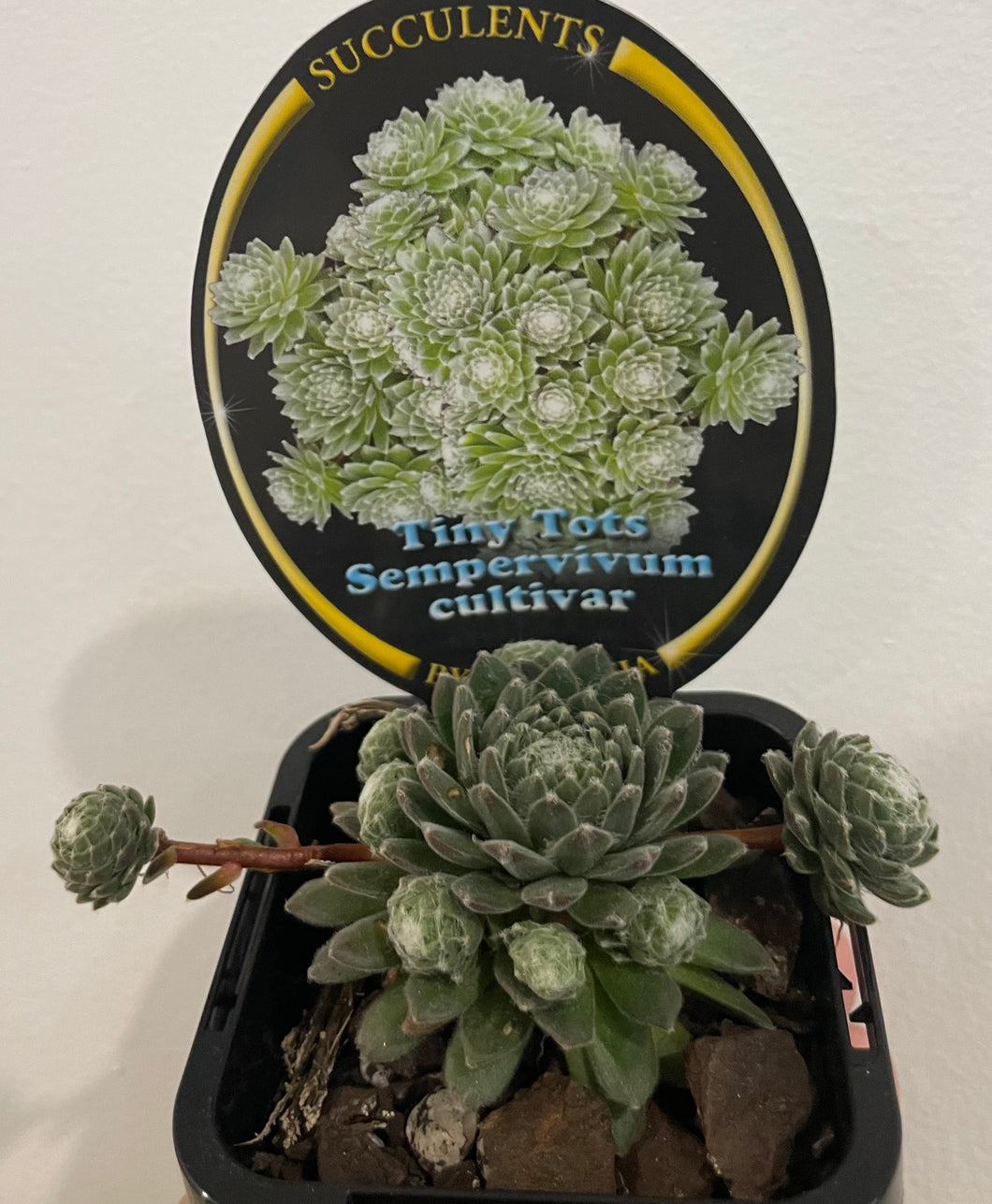 Tiny tots sempervivum cultivar in 7cm pot
