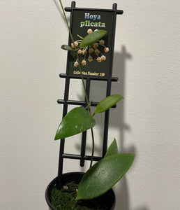 Hoya plicata in 8cm pot
