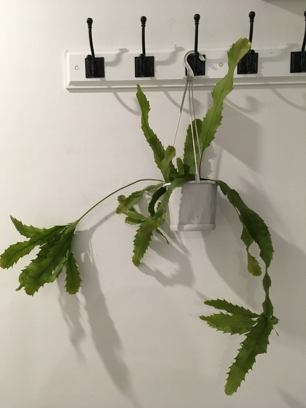 Lepismium houlletiana in 13cm pot