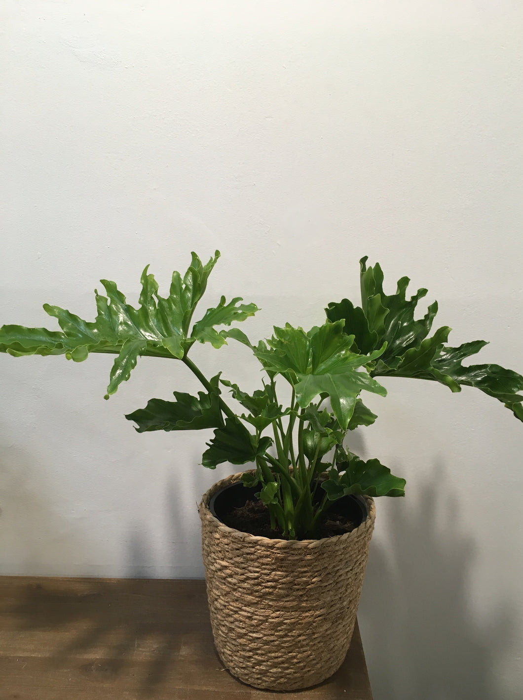 Philodendron Hope in 20cm nursery pot