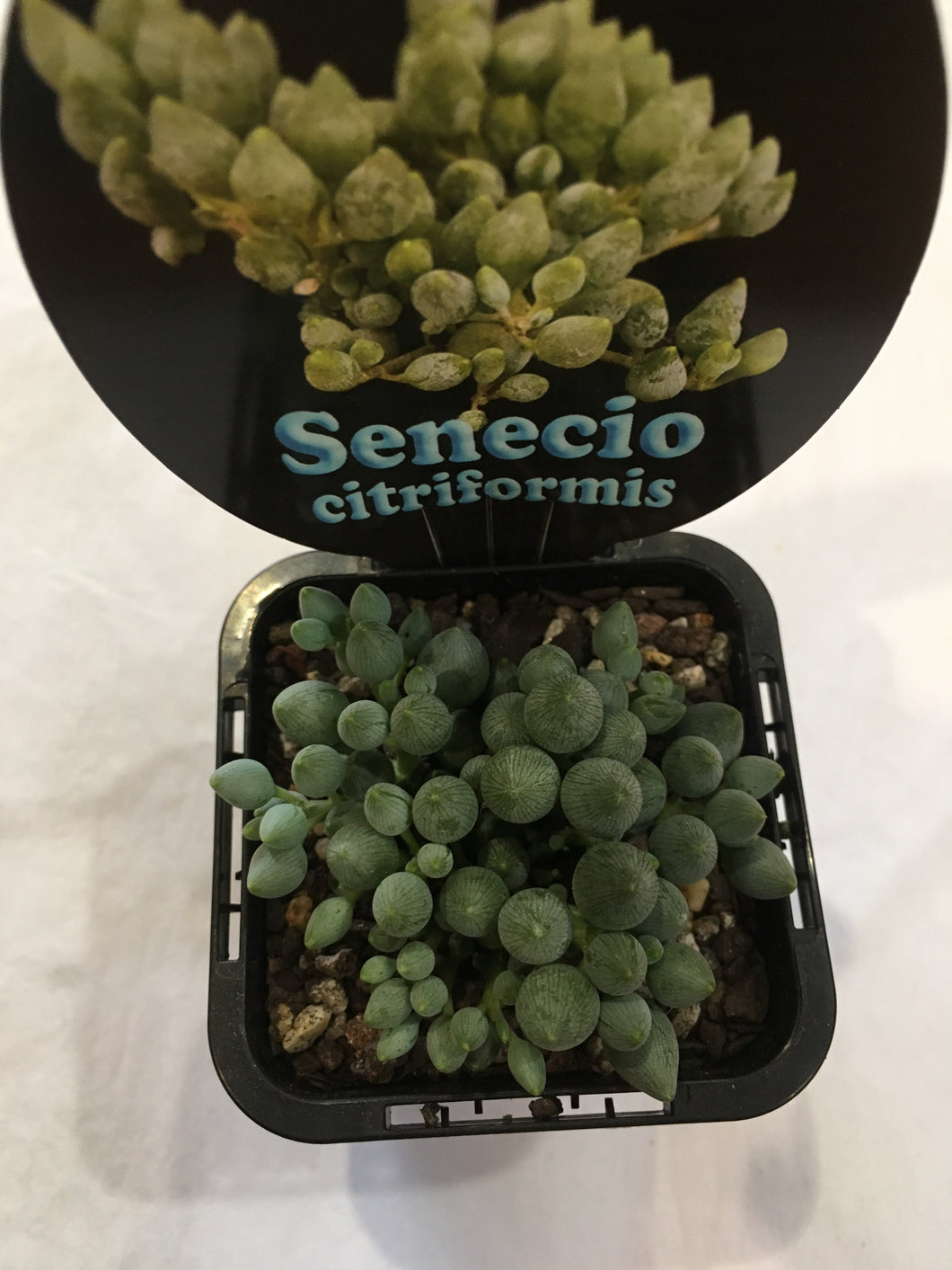Senecio citriformis in 7cm pot