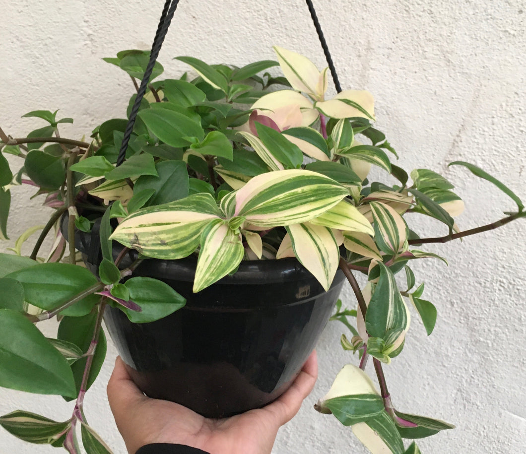 Tradescantia tricolour in 20cm pot