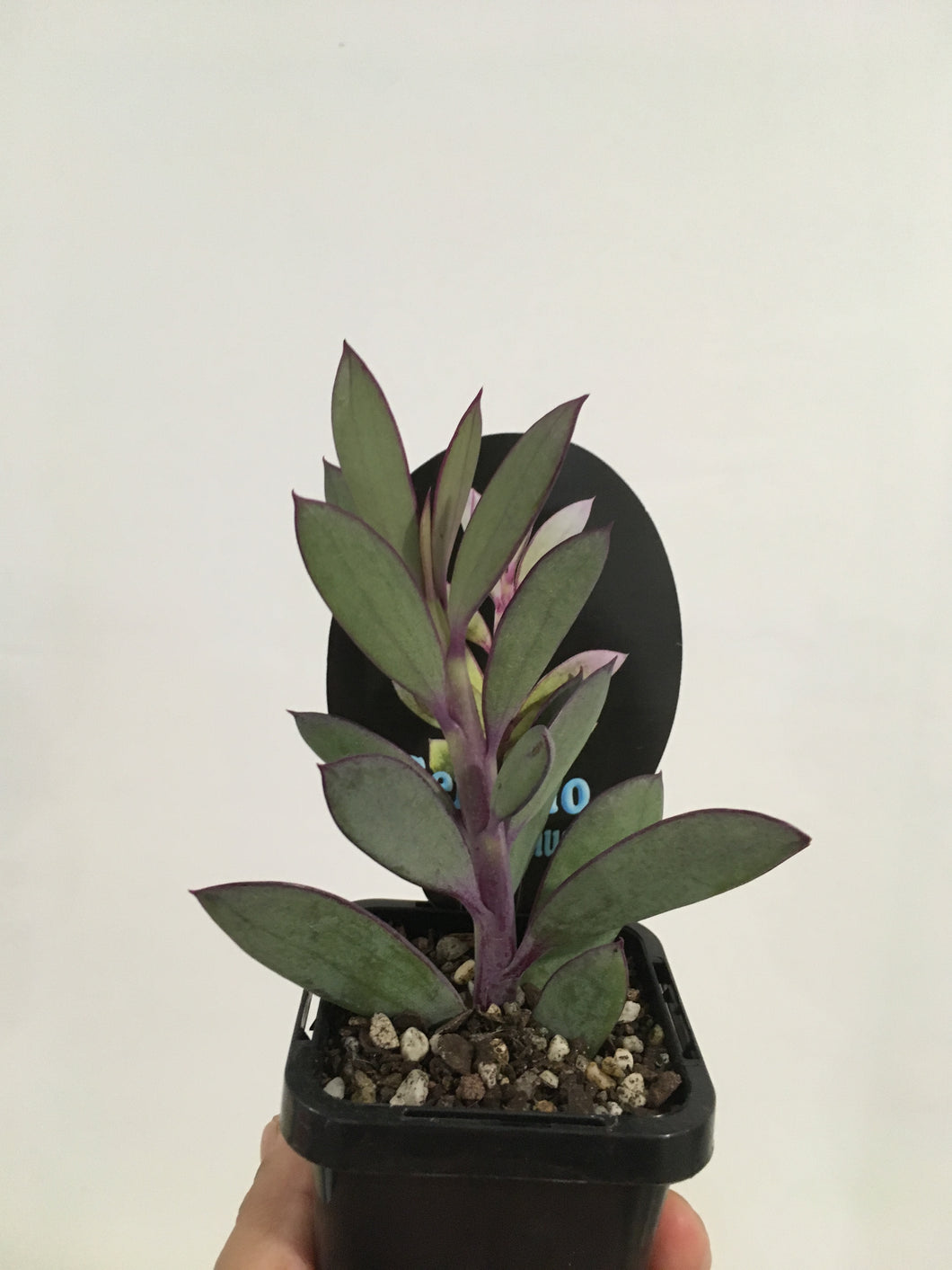 Senecio Crassissimus in 7cm pot