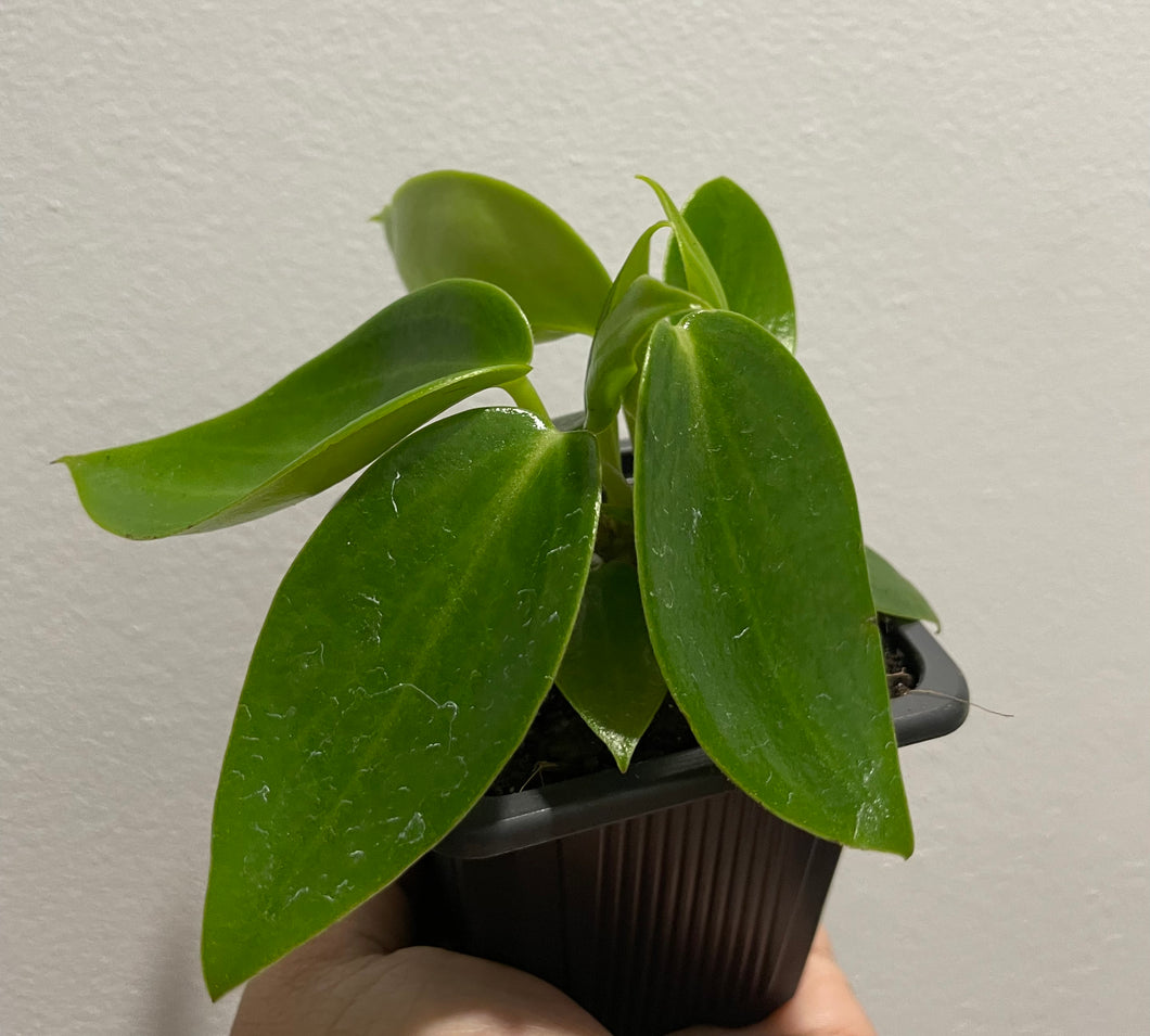 Peperomia maculosa in 7.5cm pot