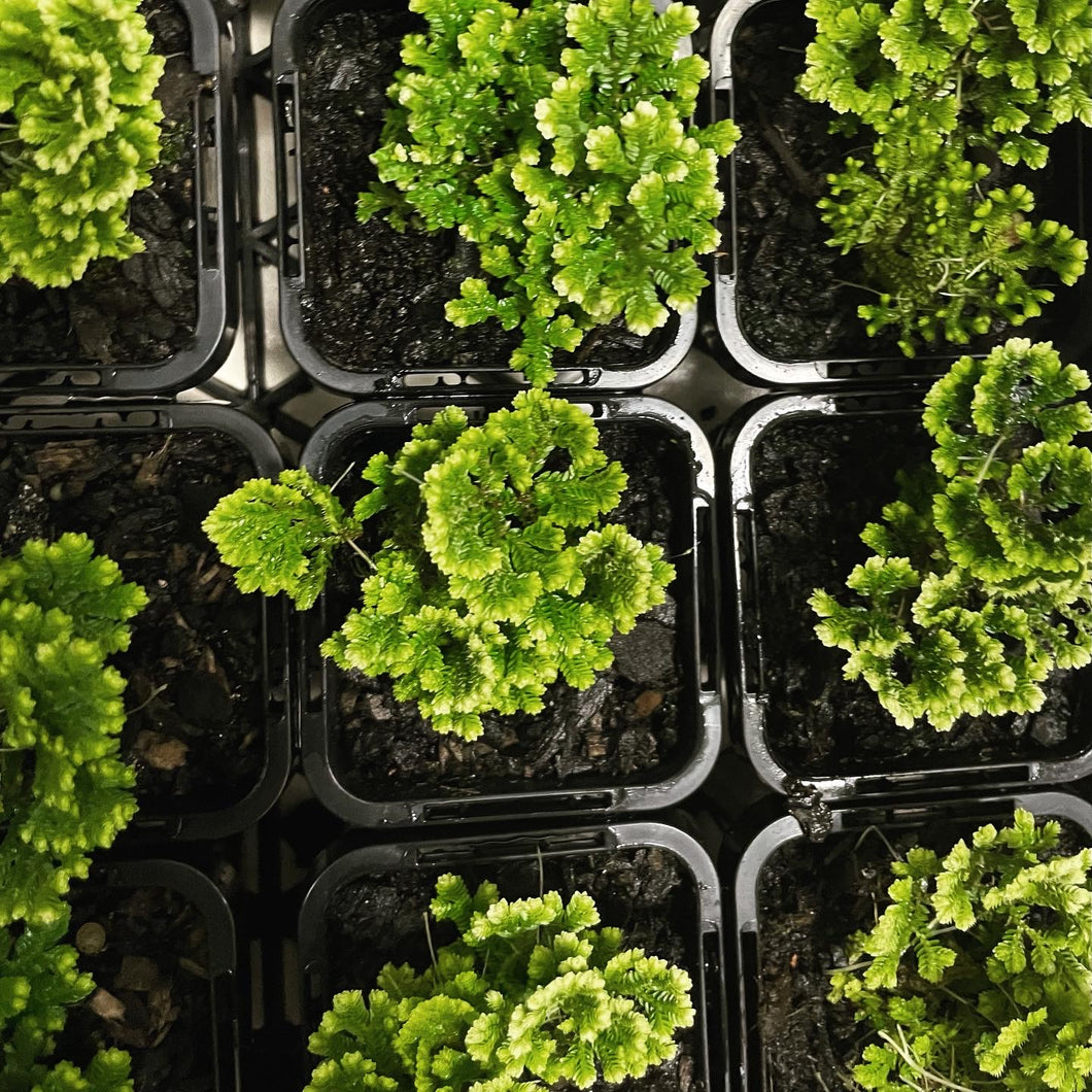 Selaginella martensii in 7cm pot