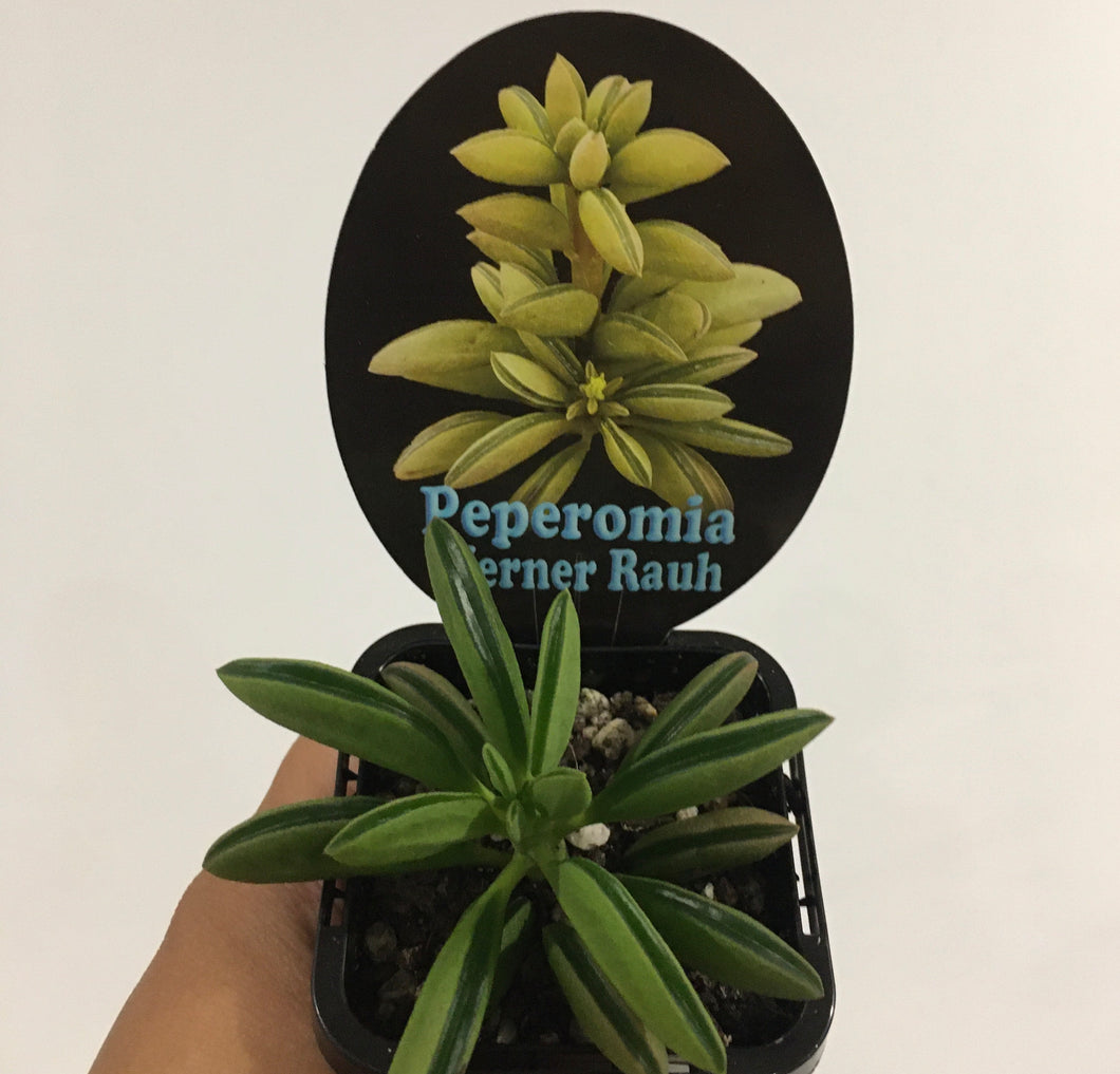 Peperomia Werner Rauh in 7cm pot