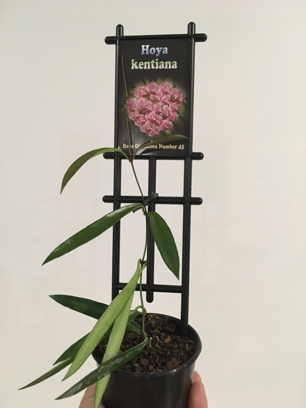 Hoya kentiana in 8cm pot