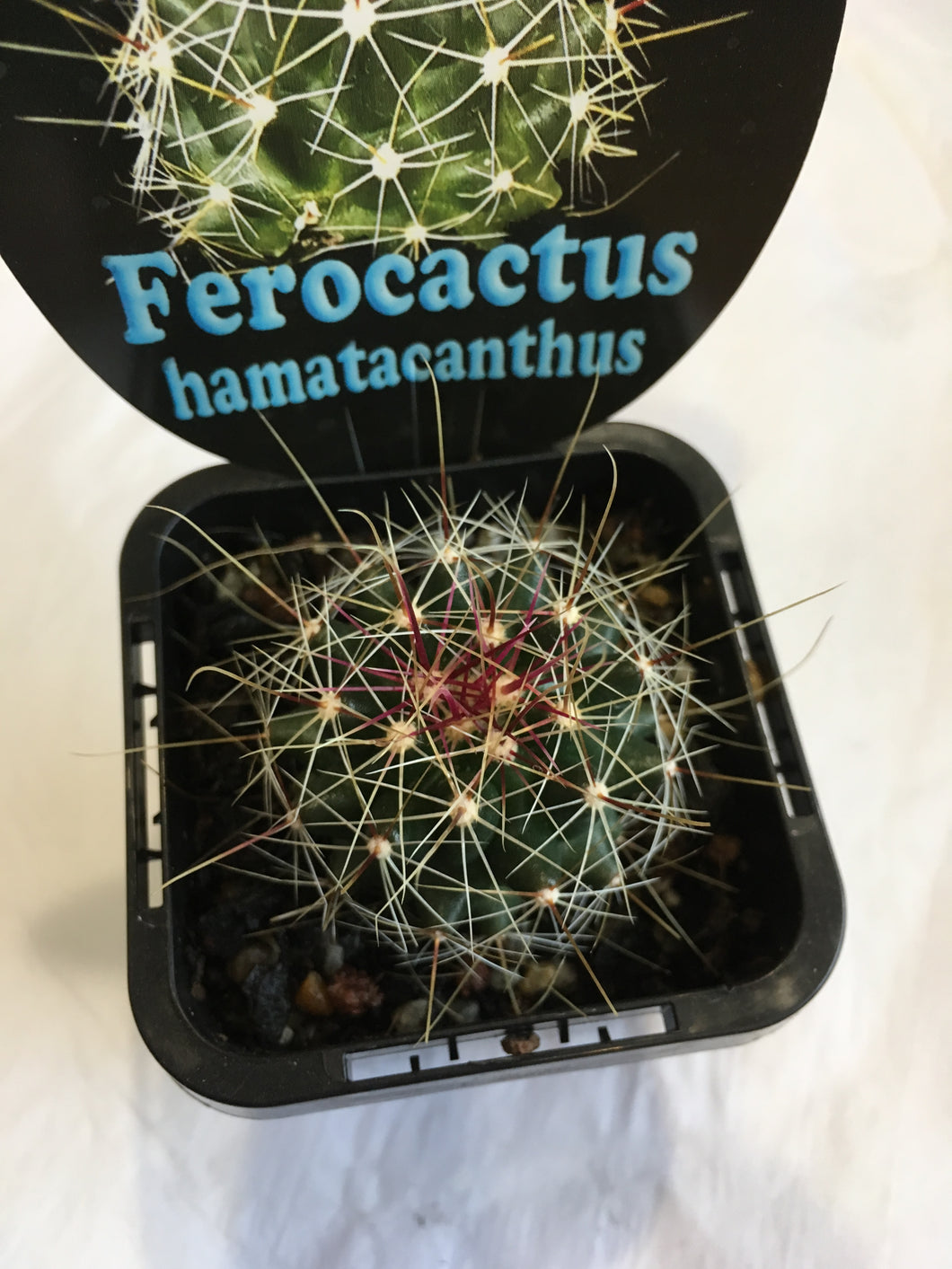 Ferocactus hamatacanthus in 7cm pot