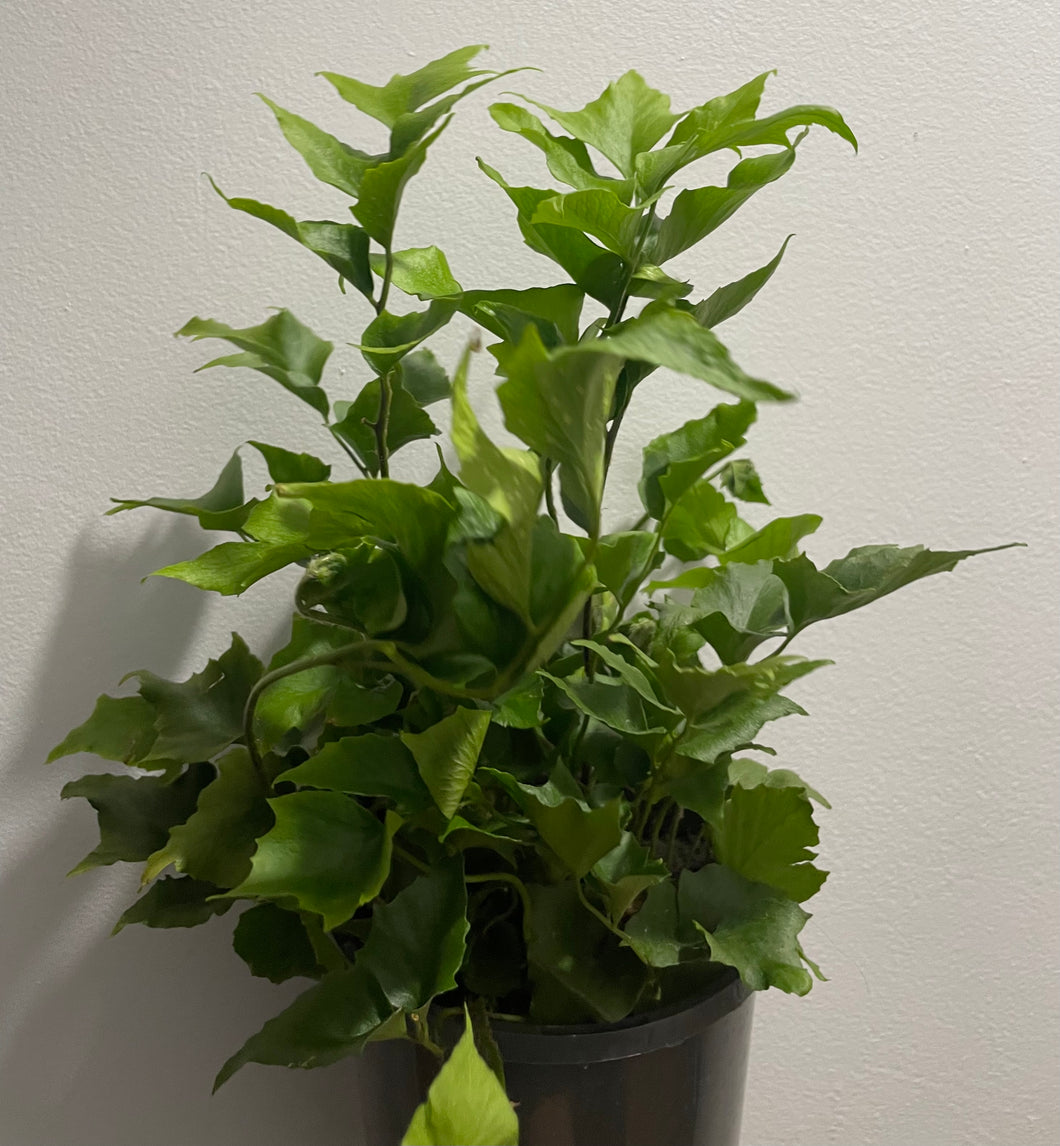 Japanese holly in 14cm pot