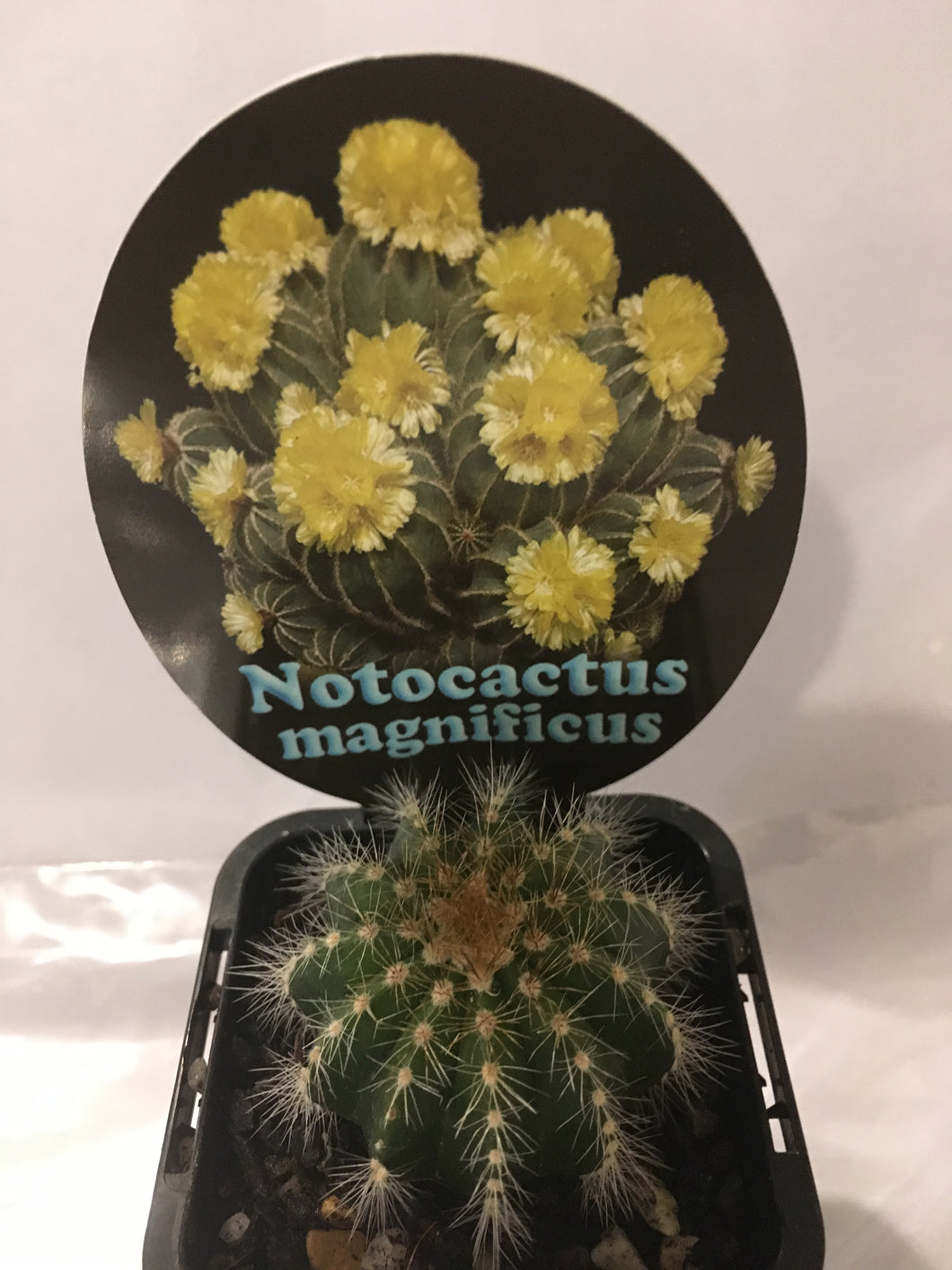 Notocactus Magnificus in 7cm pot