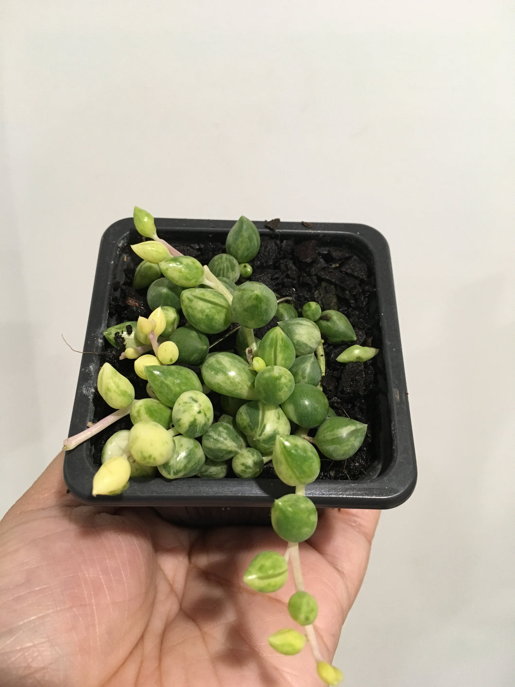 Senecio Clown Tears in 7.5cm pot