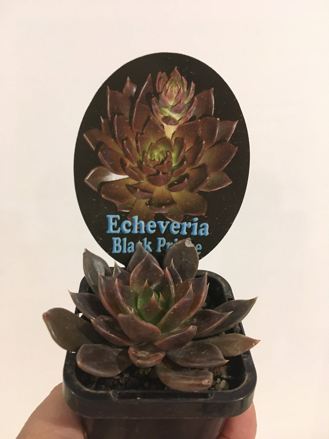Echeveria Black Prince in 7cm pot