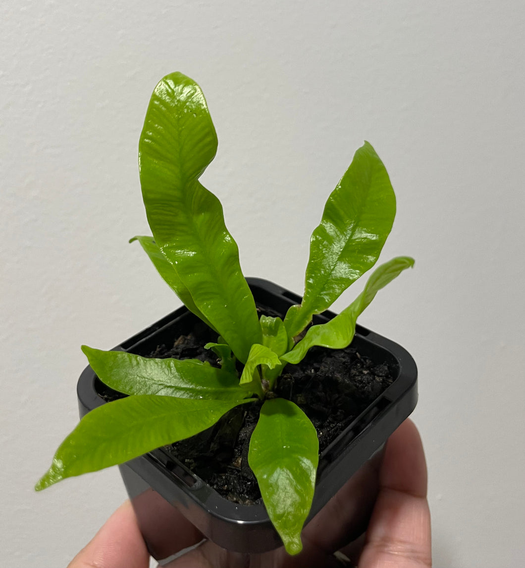 Bird’s nest fern in 7cm pot