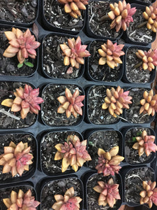 Graptosedum Bronze in 7cm pot