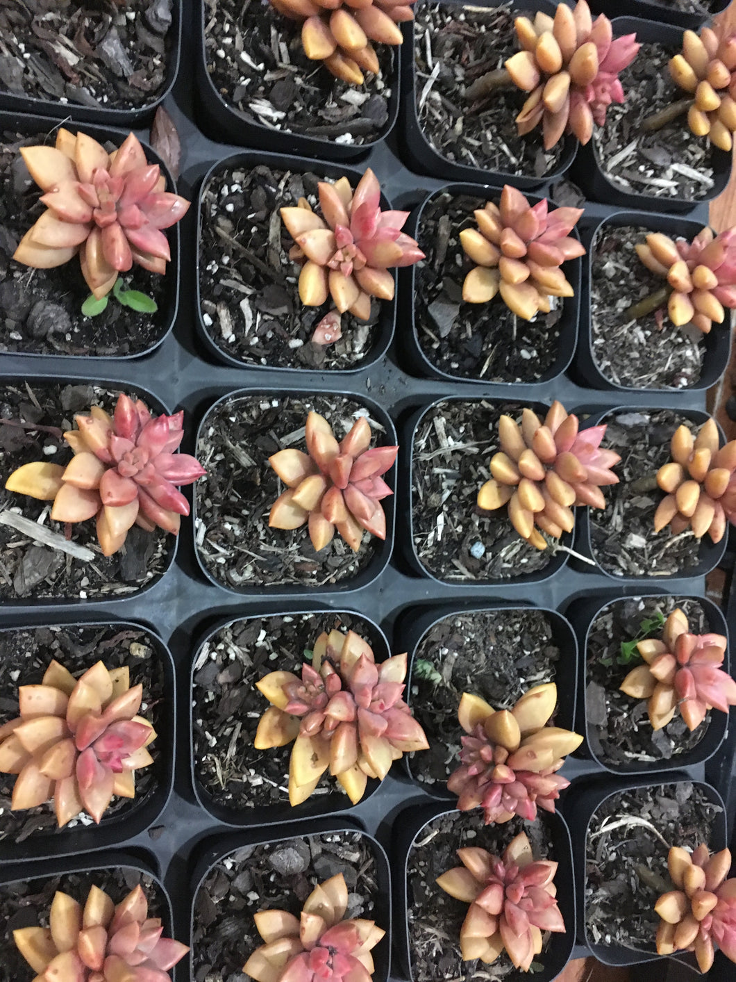 Graptosedum Bronze in 7cm pot