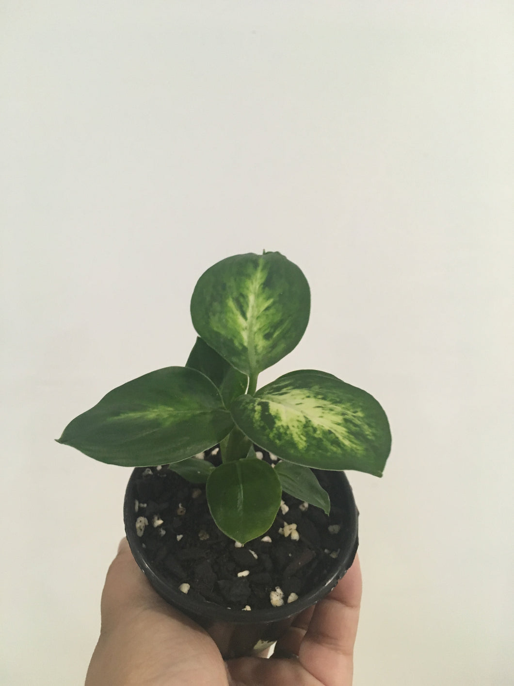 Dieffenbachia Camille in 8cm pot