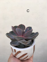 Load image into Gallery viewer, Echeveria Perle von nurnberg in decorative 9cm pot
