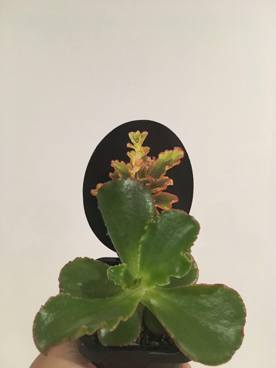 Echeveria Katella in 7cm pot