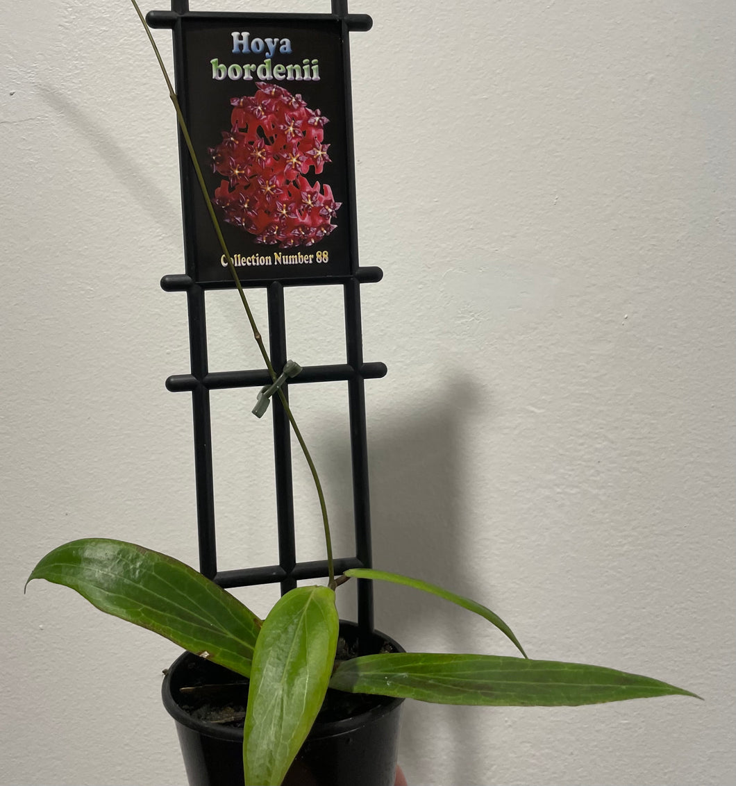 Hoya bordenii in 8cm pot