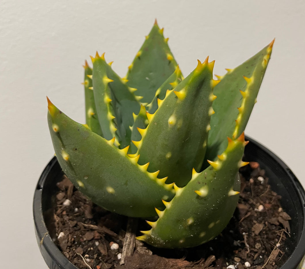 Mitre aloe in 10cm pot