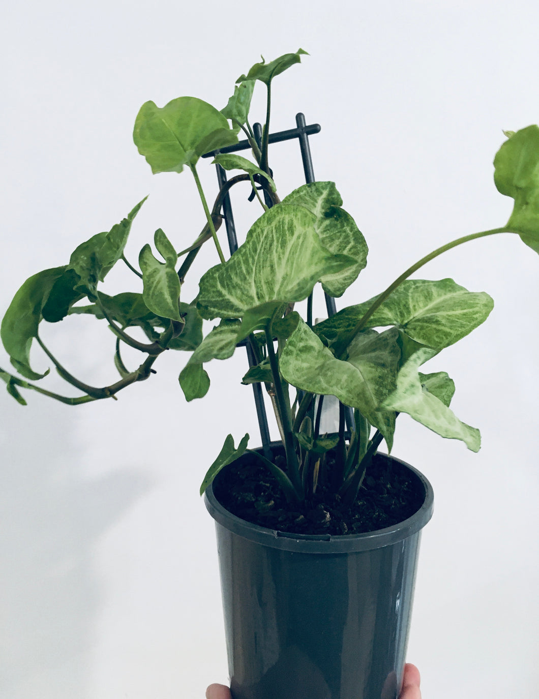 Syngonium podophyllum in 14cm pot
