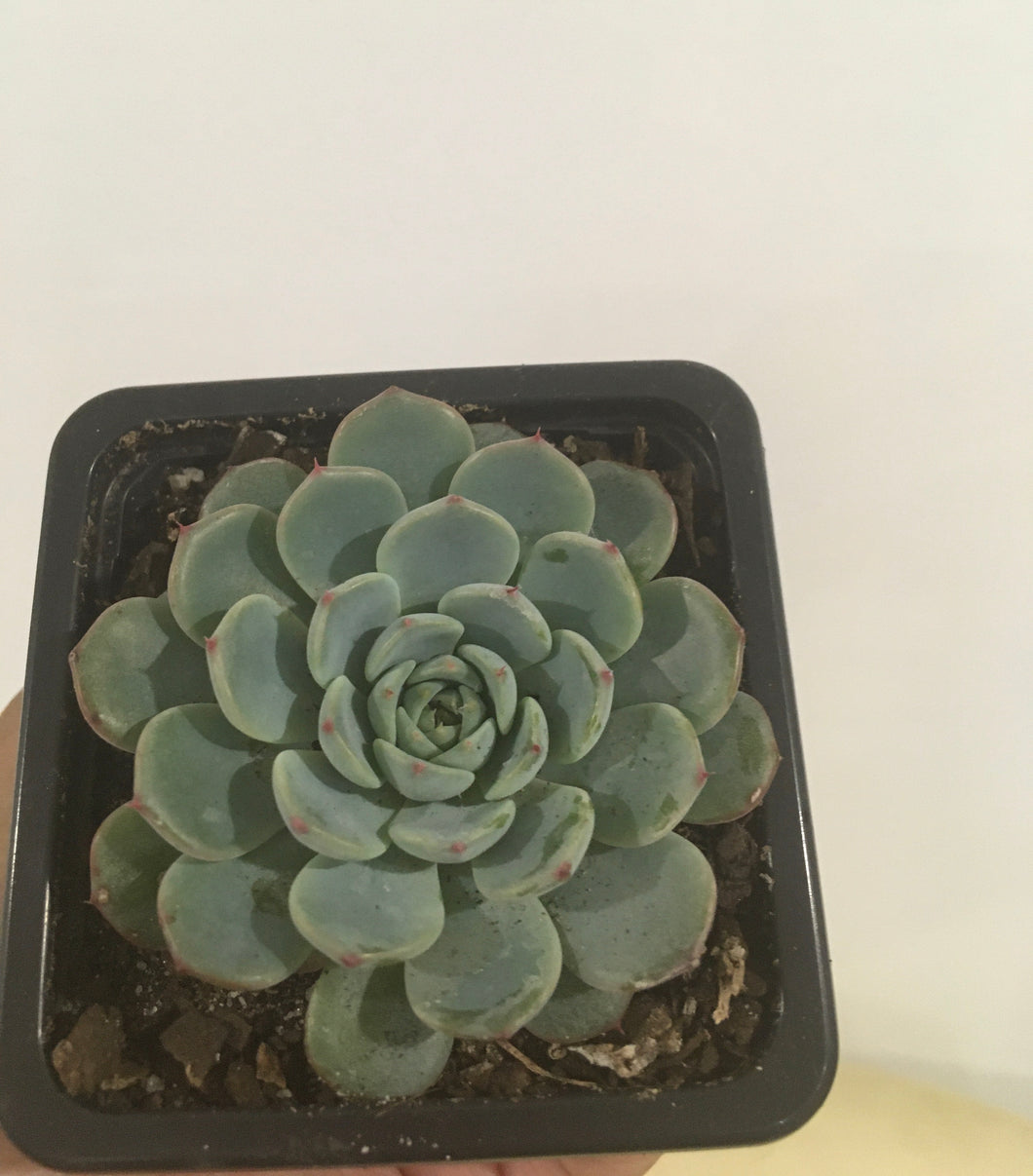 Echeveria white minima in 7.5cm pot
