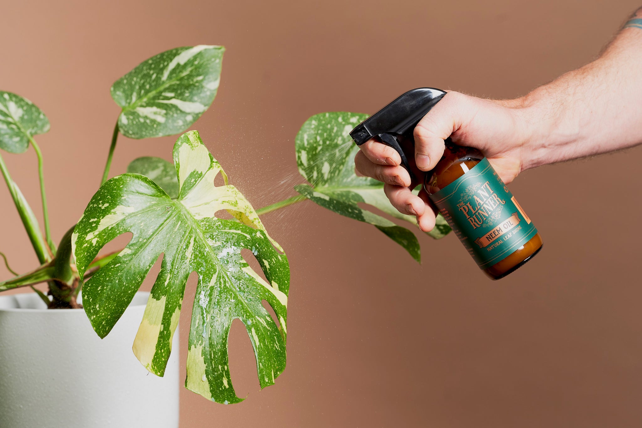 plant runner indoor plant food The Plant Runner