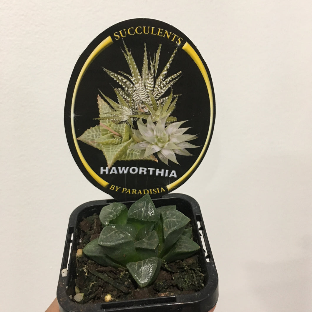Haworthia emelyae in 7cm pot
