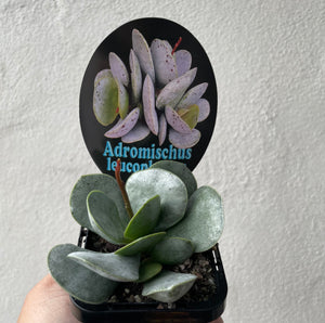 Adromischus leucophyllus in 7cm pot