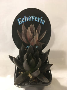 Echeveria affinis Black Form in 7cm pot