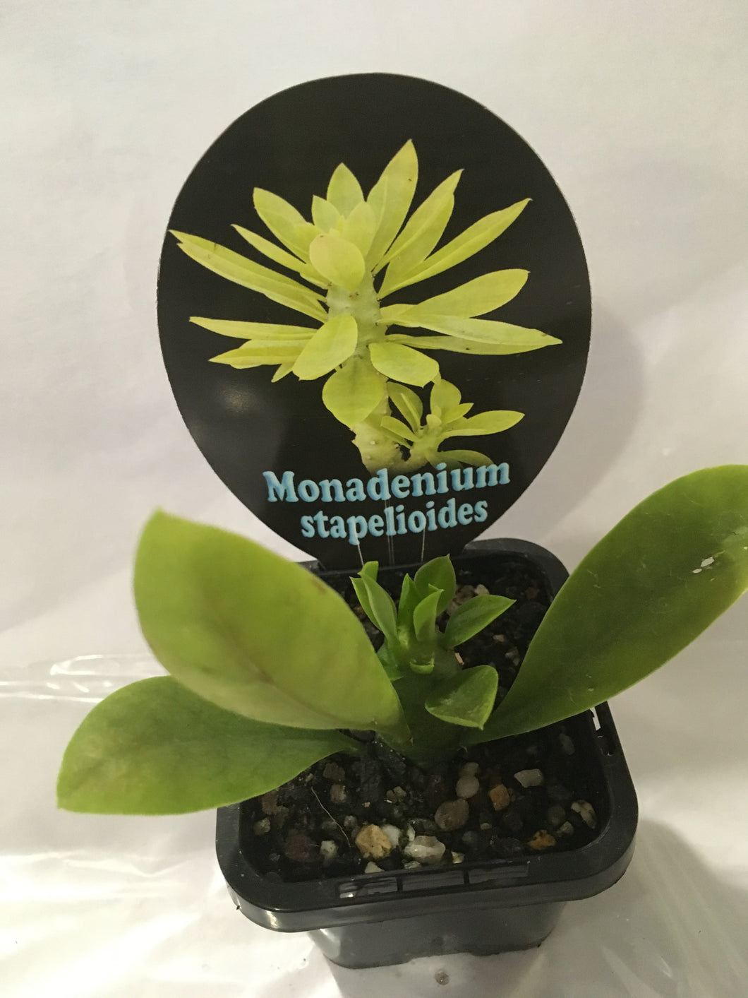 Monadenium stapelioidea in 7cm pot