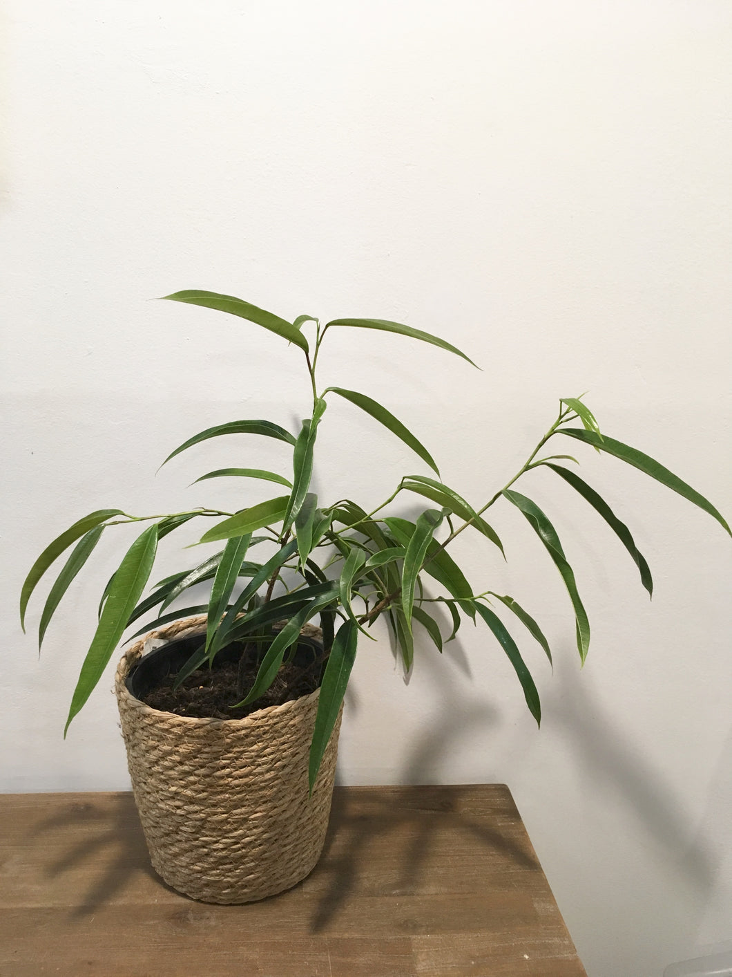 Ficus Longifolia in 20cm nursery pot
