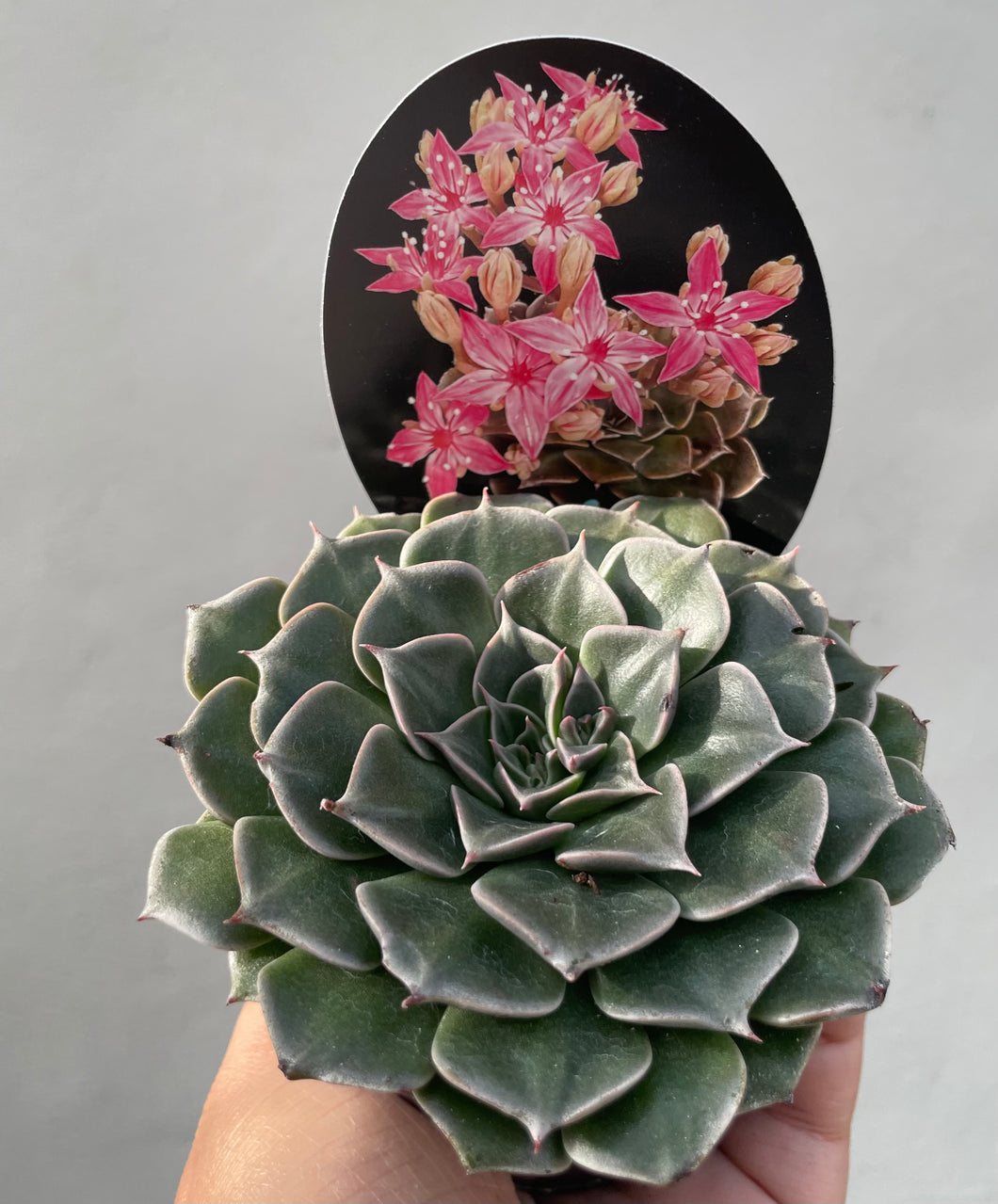 Tacitus Bella in 8cm pot