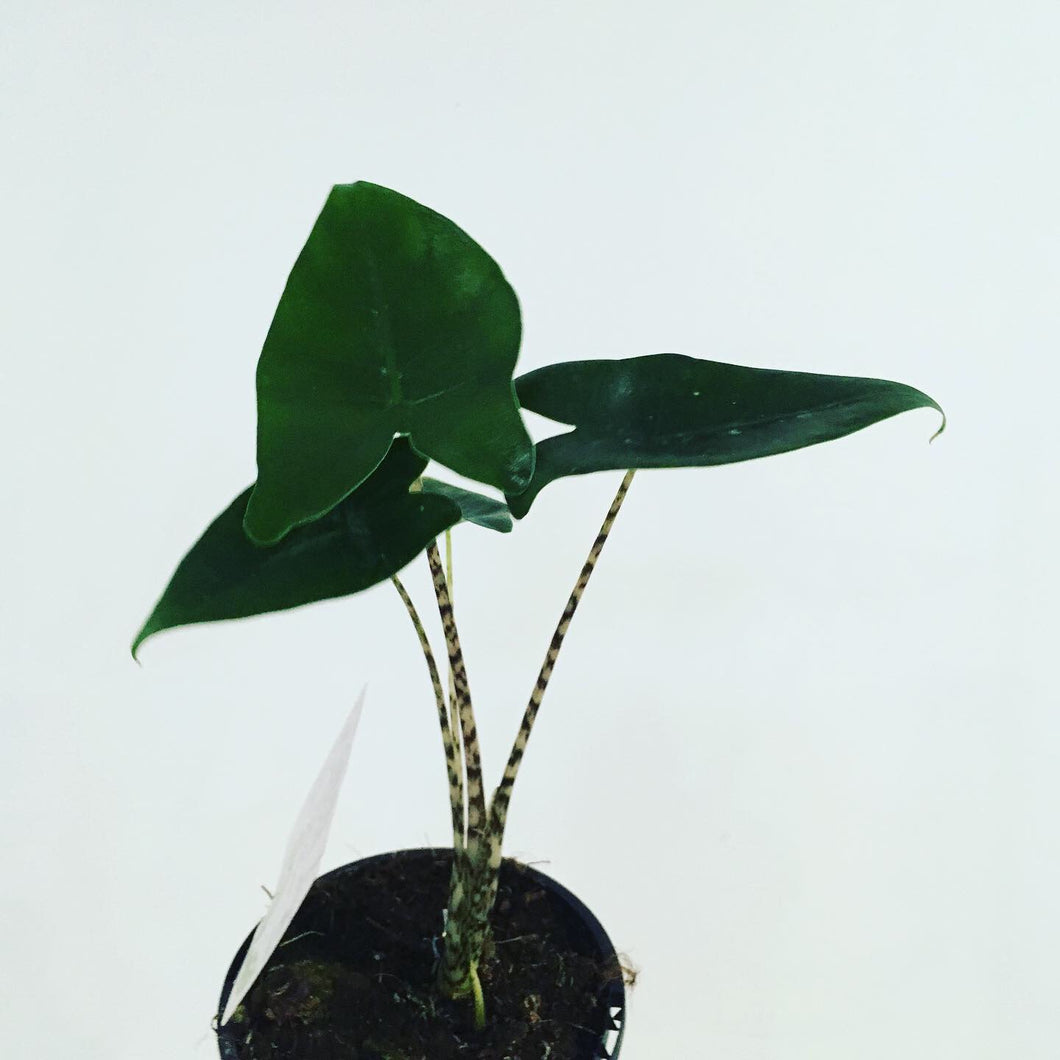 Alocasia zebrina in 13cm pot