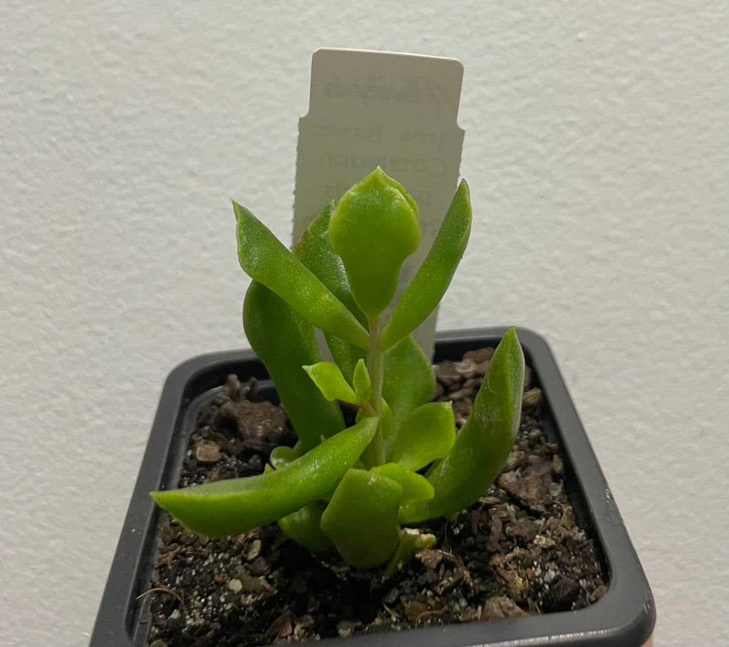 Cotyledon papillaris string form in 7cm pot