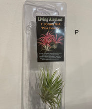 Load image into Gallery viewer, Air Plants
