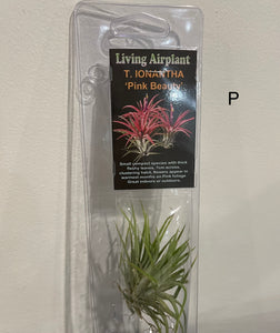 Air Plants
