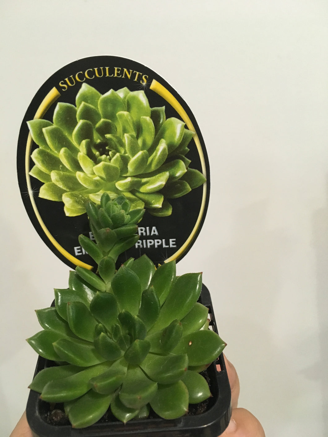 Echeveria Emerald Ripple 7cm