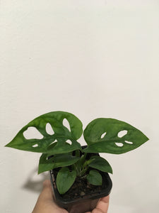 Monstera adansonii in 7cm pot