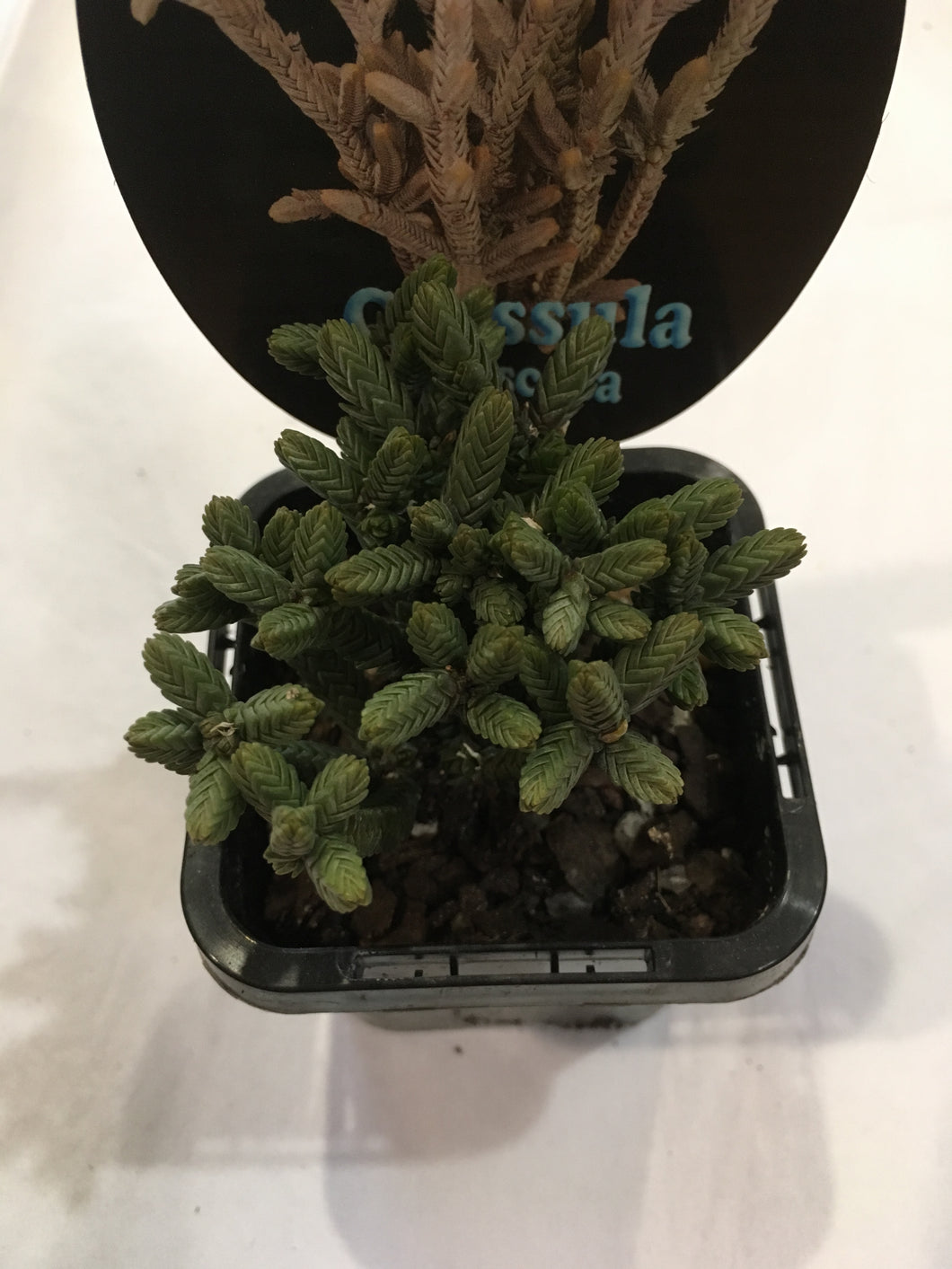 Crassula muscosa in 7cm pot