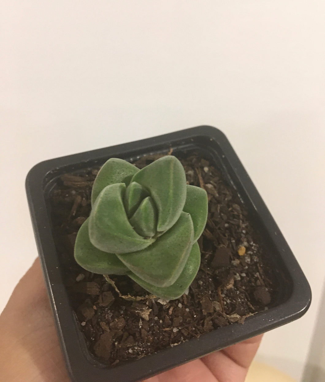 Crassula moon glow in 7.5cm pot